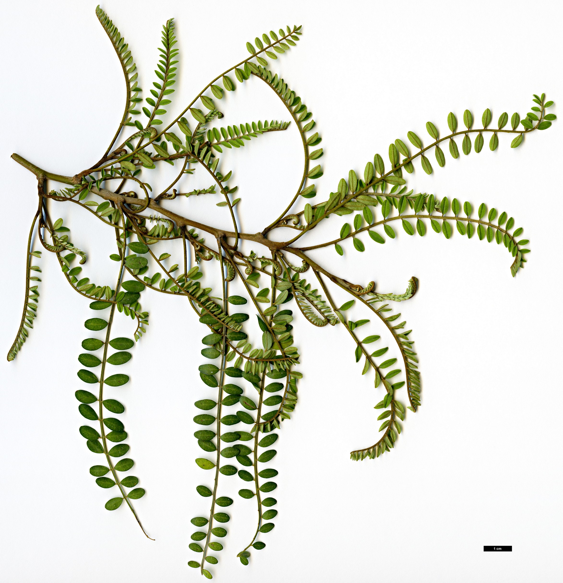 High resolution image: Family: Fabaceae - Genus: Sophora - Taxon: microphylla High resolution image: Family: Fabaceae - Genus: Sophora - Taxon: microphylla